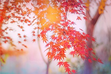備考注冊(cè)會(huì)計(jì)師復(fù)習(xí)時(shí)間不充足了？該如何取舍？